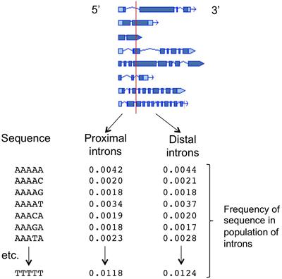 Introns as Gene Regulators: A Brick on the Accelerator